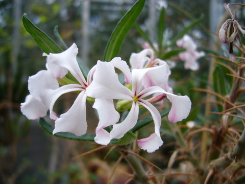 Image of Pachypodium succulentum (L. fil.) Sweet