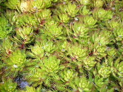 Myriophyllum aquaticum (Vellozo) Verdcourt resmi