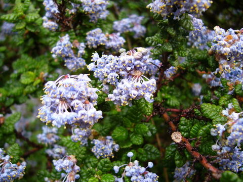 Image of Santa Barbara ceanothus