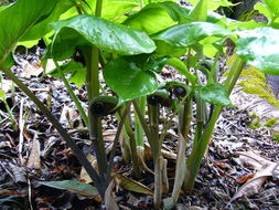 Arisaema ringens (Thunb.) Schott的圖片