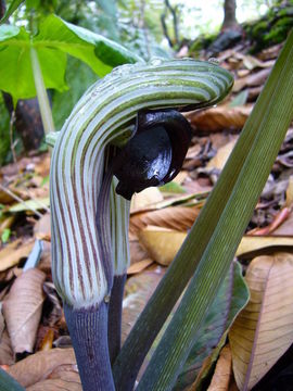 Arisaema ringens (Thunb.) Schott的圖片