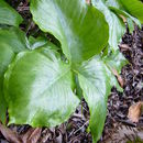 Arisaema ringens (Thunb.) Schott的圖片