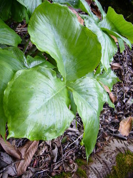 Image of Arisaema ringens (Thunb.) Schott