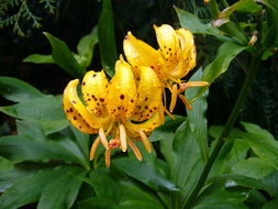 Image de Lilium hansonii Leichtlin ex D. D. T. Moore