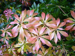 Image of Japanese pieris