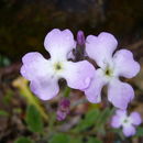 Image of Matthiola tricuspidata (L.) W. T. Aiton