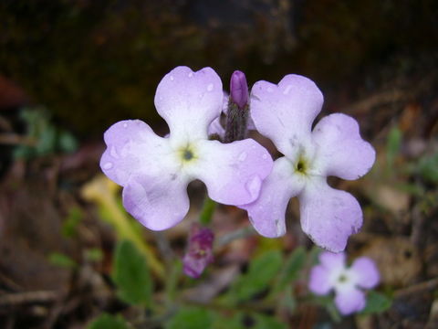 Image de Matthiola tricuspidata (L.) W. T. Aiton