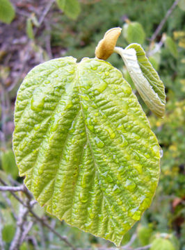 Image of Chinese witch hazel