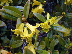 صورة Rhododendron xanthostephanum Merr.