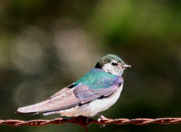 Image de Hirondelle à face blanche