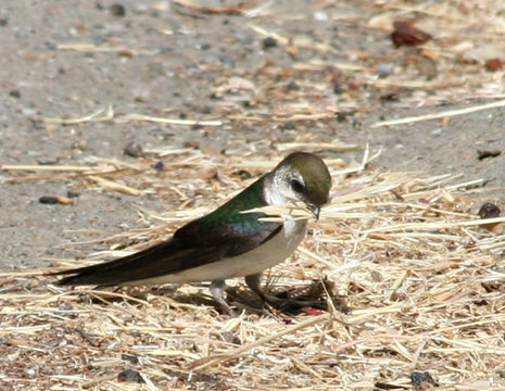 Image de Hirondelle à face blanche