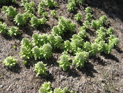 Image of Bog rhubarb