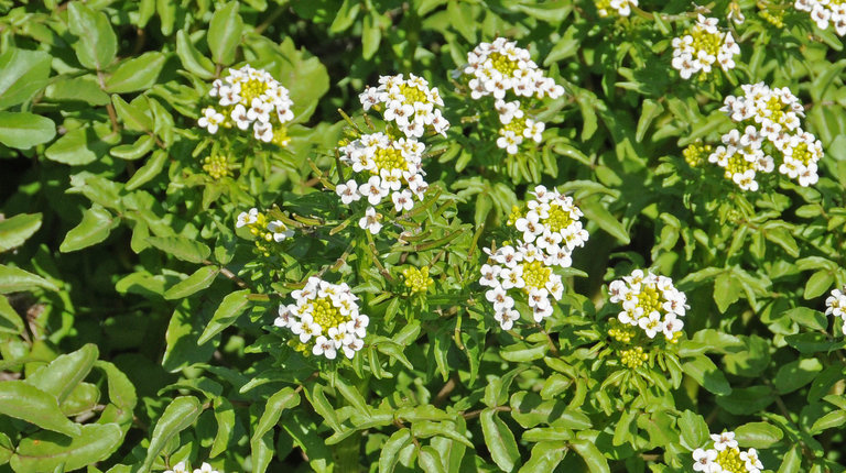 Image of Water-cress