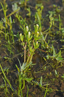 Image of Boggs Lake hedgehyssop