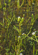 Image de Gratiola heterosepala Mason & Bacigal.