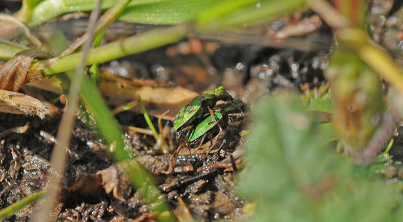 Plancia ëd Elaphrus (Elaphrus) viridis G. Horn 1878