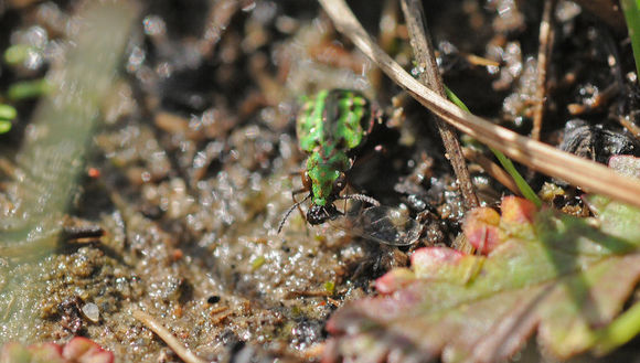 Image of Delta Green Ground Beetle