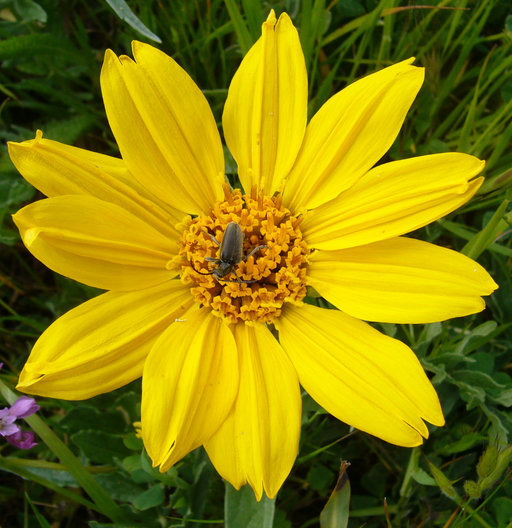 Image of California balsamroot