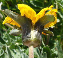 Image of California balsamroot