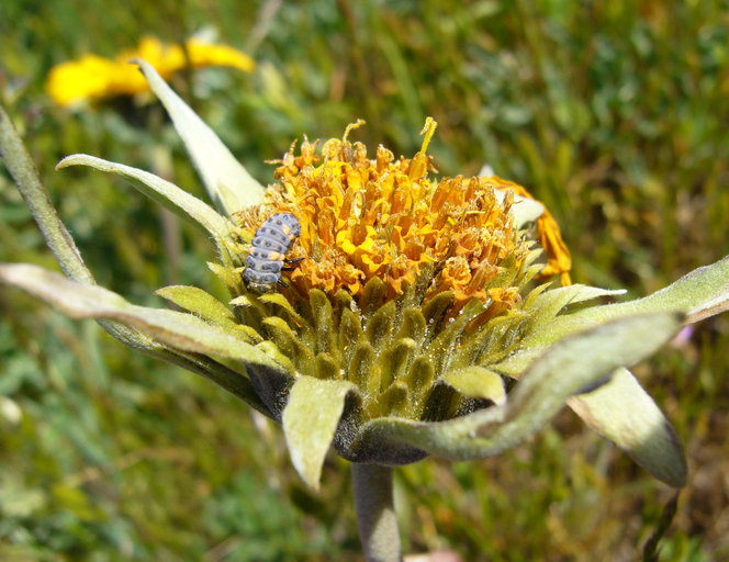 Image of California balsamroot