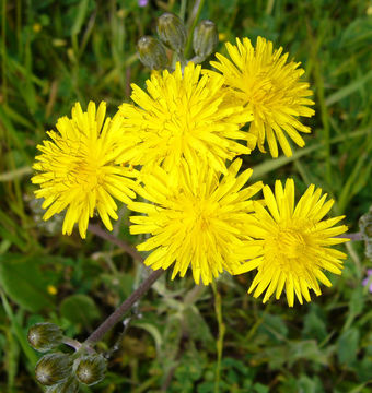 Plancia ëd Crepis vesicaria subsp. taraxacifolia (Thuill.) Thell.