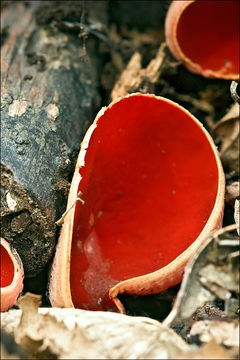 Image of scarlet cup