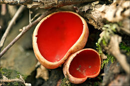 Image of scarlet cup