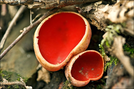 Image of scarlet cup