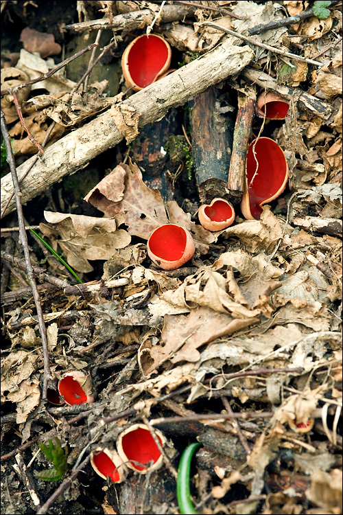 Image of scarlet cup