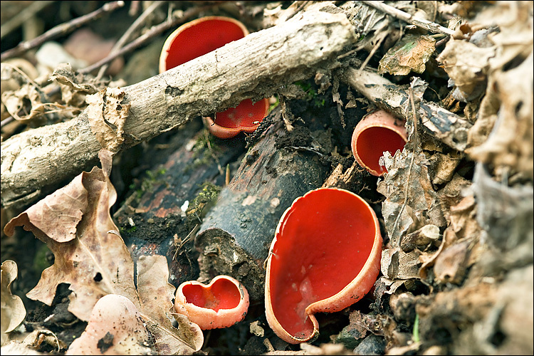 Image of scarlet cup