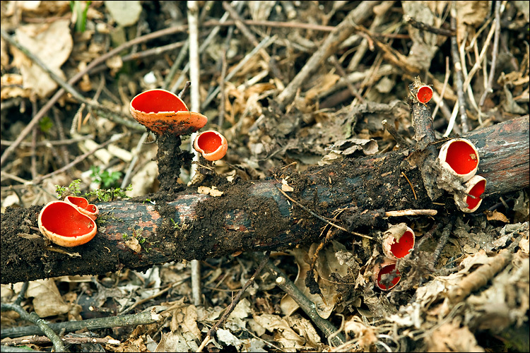 Image of scarlet cup