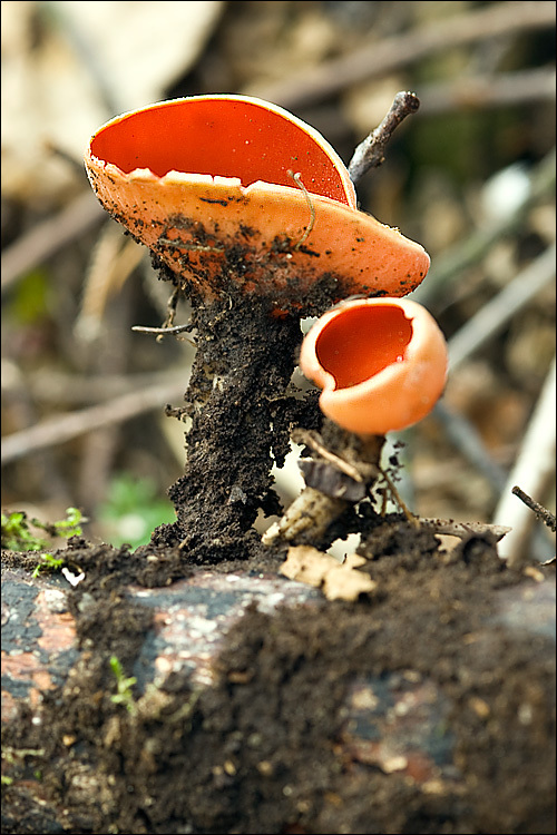 Image of scarlet cup