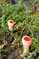 Image of scarlet cup