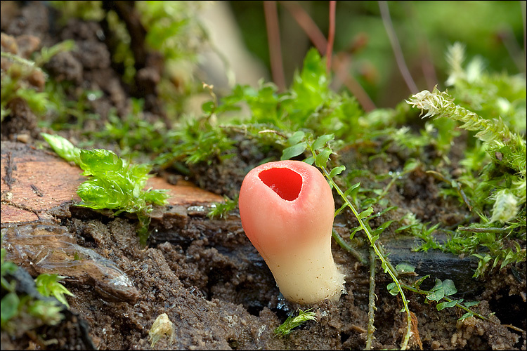 Image of scarlet cup