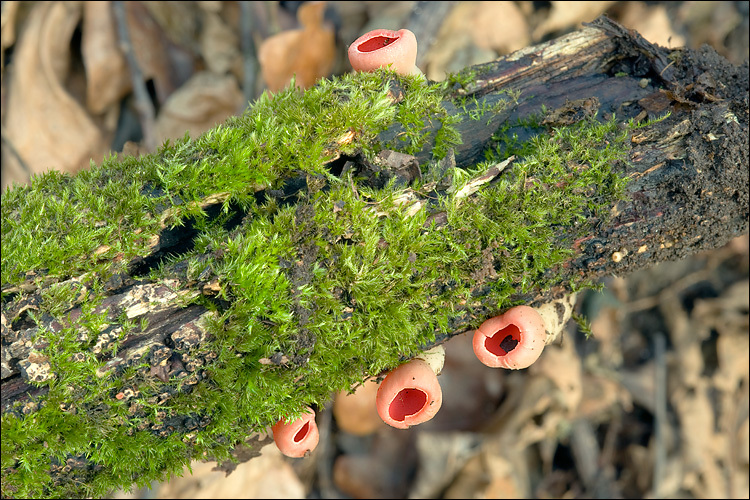 Image of scarlet cup