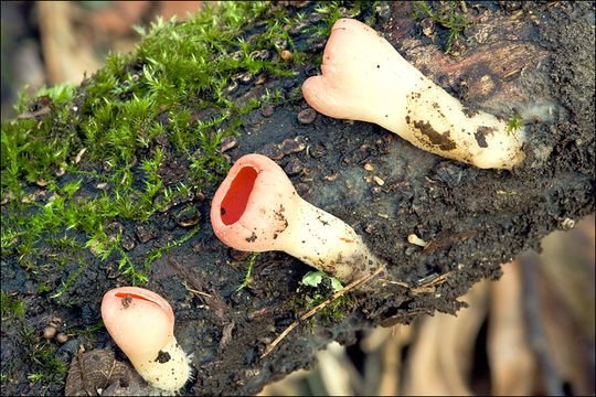 Image of scarlet cup