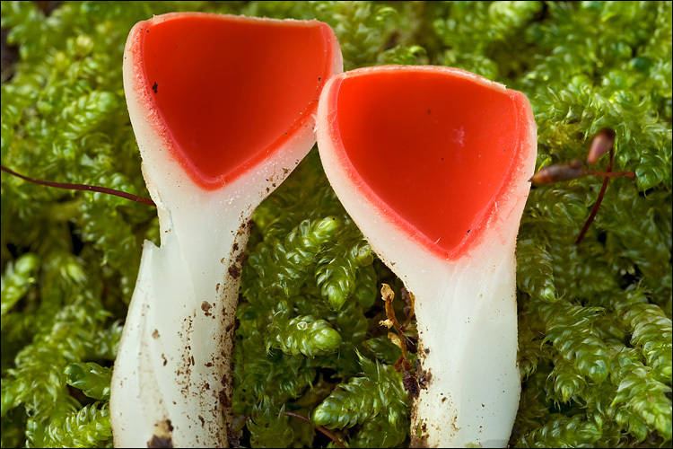 Image of scarlet cup