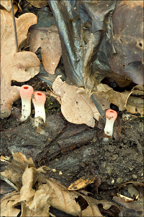 Image of scarlet cup