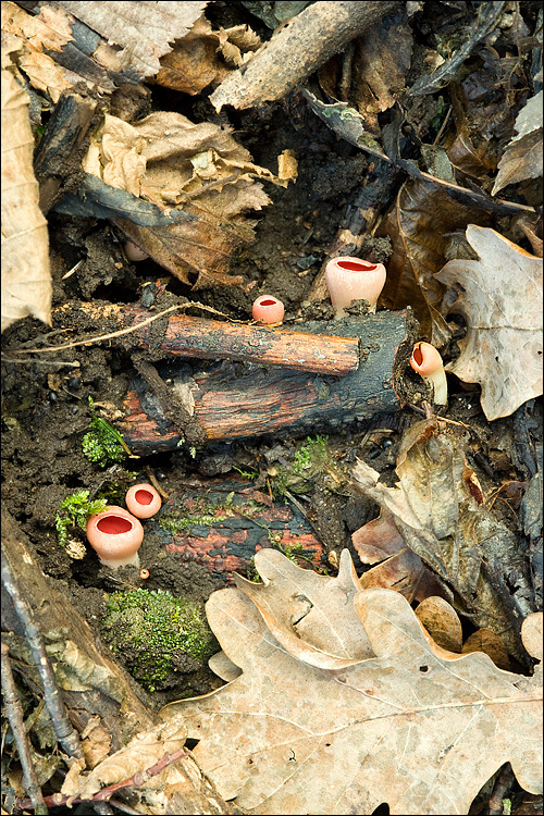 Image of scarlet cup