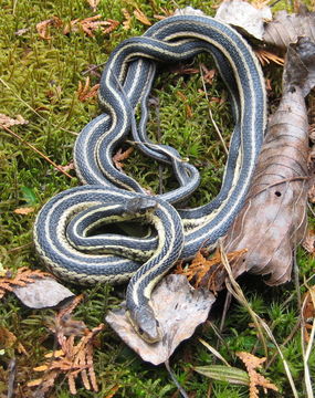 Image of Thamnophis sirtalis sirtalis (Linnaeus 1758)