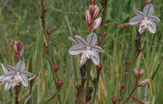 Image of onionweed