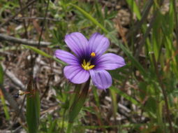 Sisyrinchium bellum S. Watson resmi