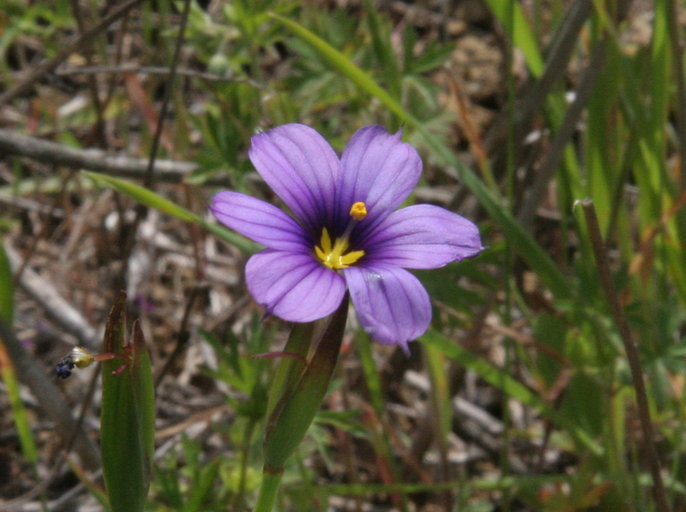 Image de Sisyrinchium bellum S. Watson