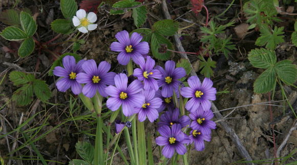 Image of western blue-eyed grass