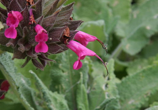 Imagem de Salvia spathacea Greene