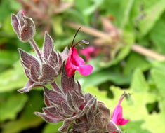 Salvia spathacea Greene resmi