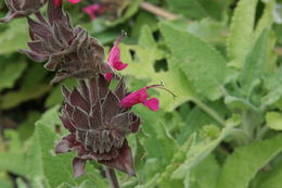 Salvia spathacea Greene resmi