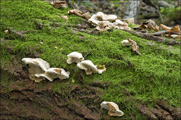 Image de Polypore enfumé