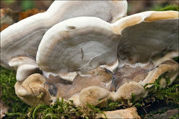 Image de Polypore enfumé