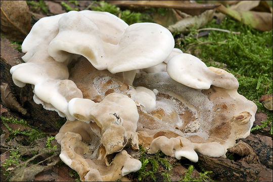 Image de Polypore enfumé